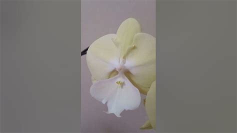 орхидея биглип Лимончелло #flowers #orchid #love #beautiful #цветы ...