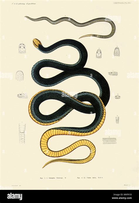 The Snakes Hi Res Stock Photography And Images Alamy