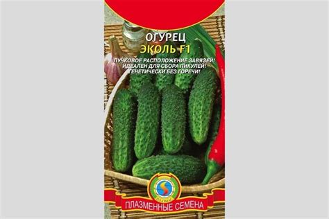 Огурец Эколь: характеристика и описание сорта, выращивание с фото