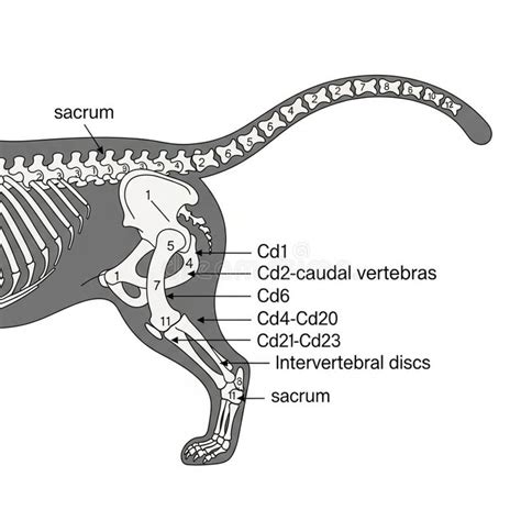 Labeled Areas Highlight The Sequence Of Vertebrae Supporting Tail Stock