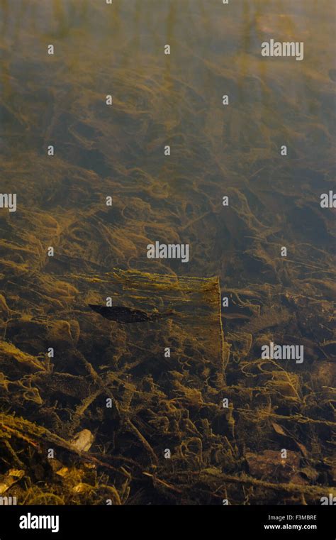 Ooze Hi Res Stock Photography And Images Alamy
