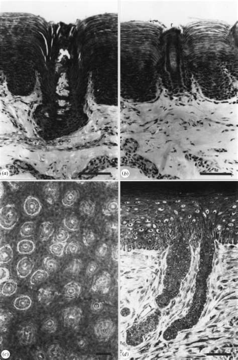 ( a ^ c ) Histological sections through platypus bill skin at 6 months ...