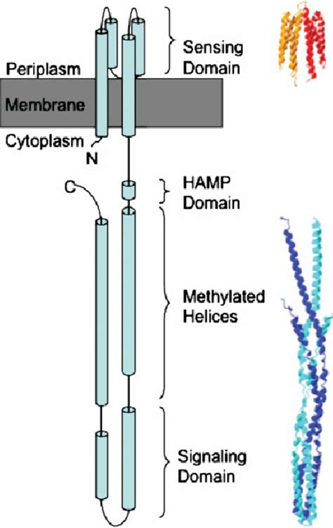 Bacterial Chemotaxis Chemoreceptor A Schematic Of The Domain Download Scientific Diagram