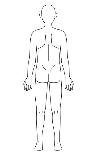 Human Body Bare And Nude Frontal View Royalty Free Vector
