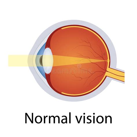 Ilustraci N De Visi N Ocular Normal Sistema Ptico De Ojos Humanos