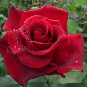 Rose Romeo - Greenleaf Nurseries