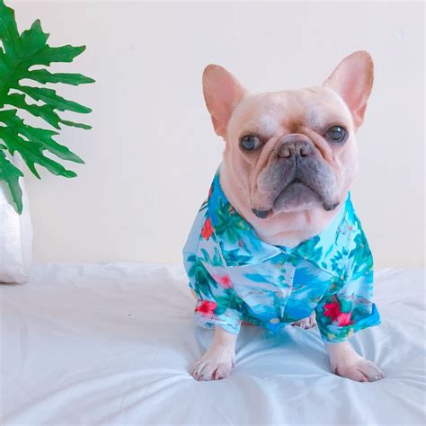 Dog Hawaiian islands Shirt | Pet travel shirt | Frenchiely.com