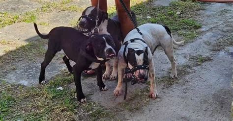 Atacada Por Pitbulls Escritora Roseana Murray Respira Sem Aparelhos