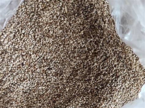 100 G Timothy Hay Seed Timothy Grass Seed Etsy Australia