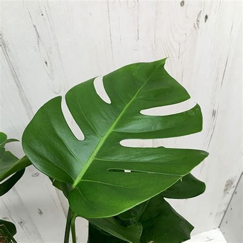 Buy Large 75cm Swiss Cheese Plant Syn Monstera Pertusum Monstera