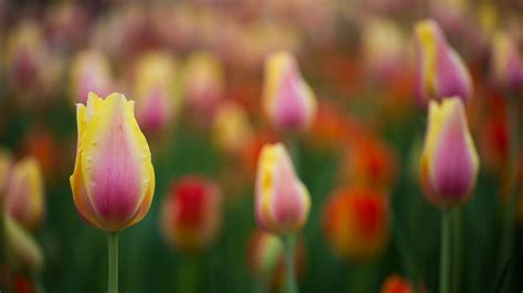 Tulips Garvan Woodland Gardens Hot Springs Ar Superdave Flickr