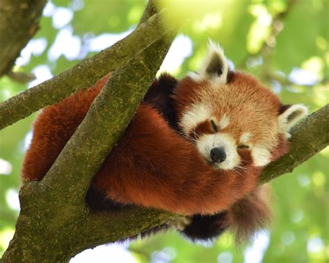 Sleeping Red Pandas