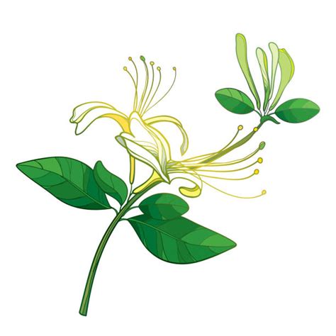 Drawing Of The Honeysuckle Flowers Illustrations, Royalty-Free Vector ...