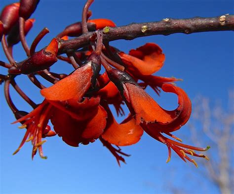 Northern Red Flower Bat S Wing Coral Tree Erythrina Vesper Flickr