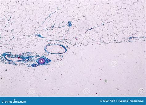 Loose Connective Tissue Royalty Free Stock Image