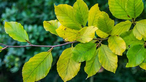 Beech Common Fagus Sylvatica Woodland Trust