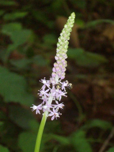 Japanese Hyacinth Barnardia Japonica Flower Leaf Care Uses
