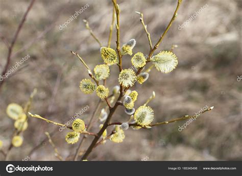 Blossoming Buds Pussy Willow Dry Grass Background Stock Photo M Photographer