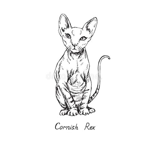 Cornish Rex Cat Breeds Illustration With Inscription Hand Drawn