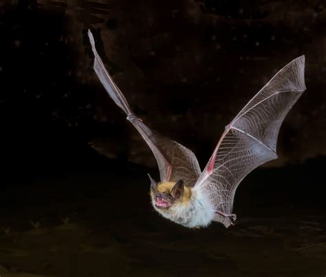 Rabid bat found in King County: What you should know to protect