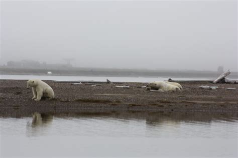 Seeing Polar Bears Hungry Horny And Hungover