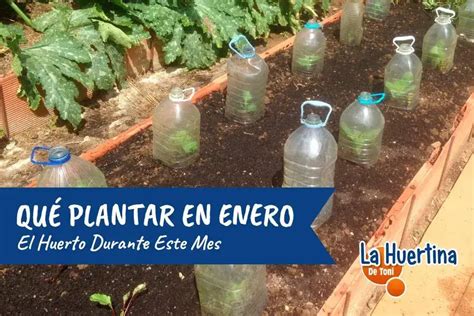 Qué plantar y sembrar en enero Garden este mes