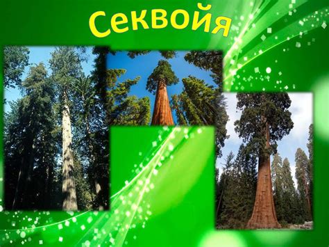Секвойя. Описание - презентация онлайн