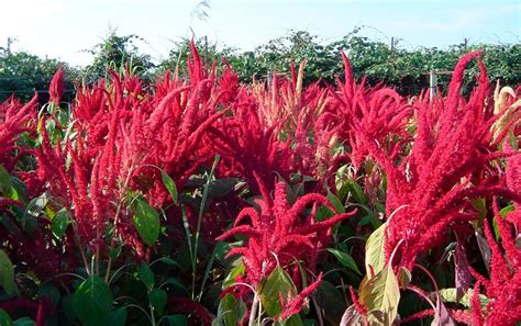 Сидераты: когда сеять и когда закапывать, лучшие сидераты для огорода