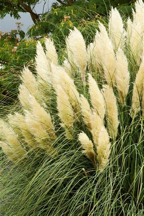 Ivory Feathers® Dwarf Pampas Grass Little Red Nursery Llc