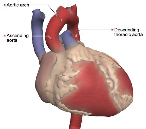 Aorta Anatomy