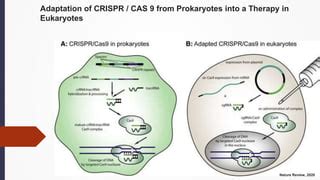 CRISPR In Cancer Biology And Therapy Pptx