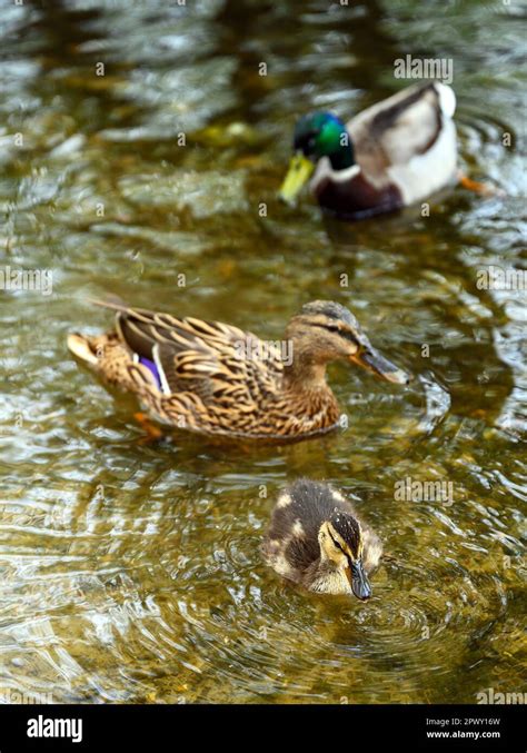 Mallard Duckling With Female And Male Mallards Behind At Rush Pond On