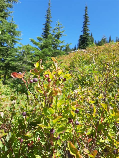 Forest debris could shelter huckleberry from climate change – WSU Insider