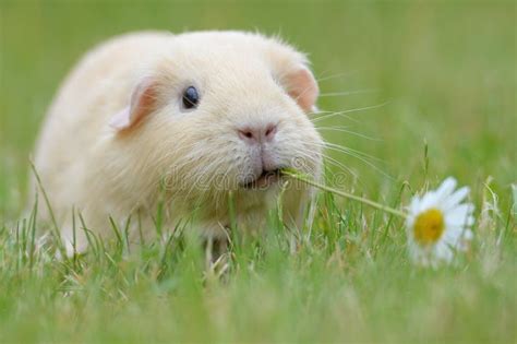 Guinea Pig Stock Image Image Of Feed Sweet Hystricognathi 76091779