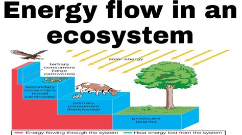 Energy Flow Through An Ecosystem