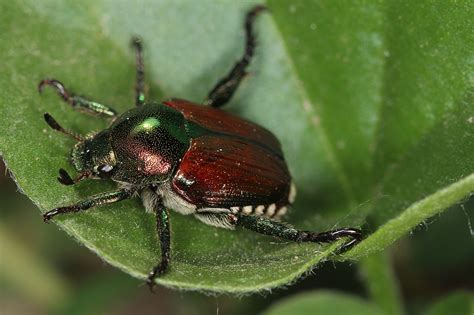 46 Types Of Green Shiny Beetles Pictures And Identification