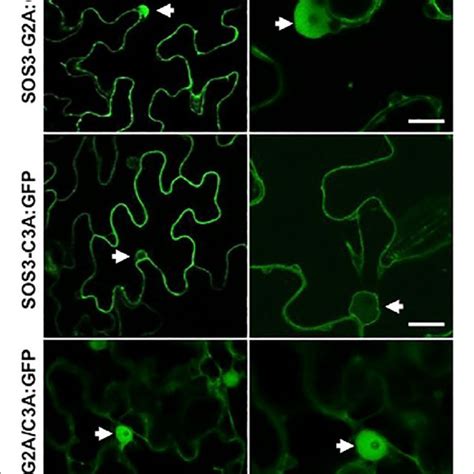 Subcellular Localization Of Sos3 And Mutants The Subcellular