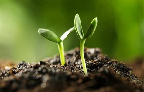 What Are Cotyledons In Plants?