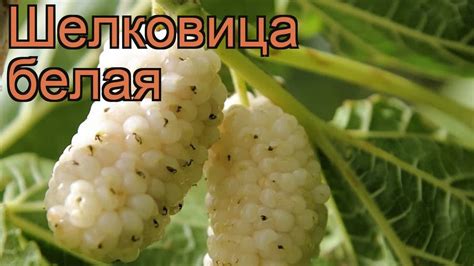Шелковица белая (morus alba) 🌿 белая шелковица обзор: как сажать ...