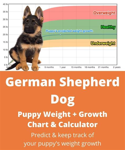 German Shepherd Dog Weight+Growth Chart 2022 - How Heavy Will My German ...