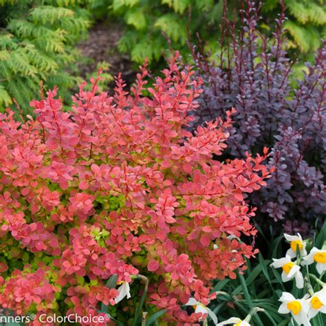 Sunjoy Todo® Barberry | Plant Addicts