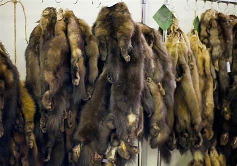 Более 6 тысяч диких животных разрешат убить в Приморье - PrimaMedia.ru