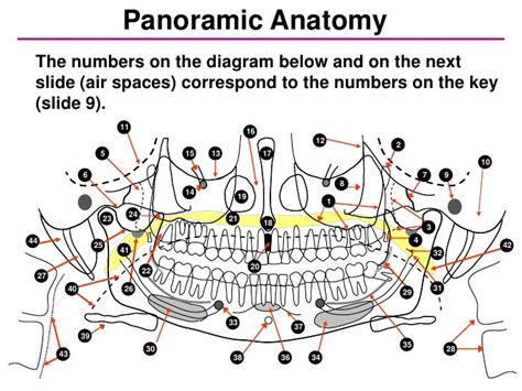 study pan anatomy