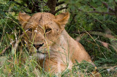 Portrait Of A Lioness Panthera Leo License Image