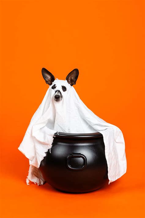 Download Halloween Ghost Dog With Cauldron Wallpaper