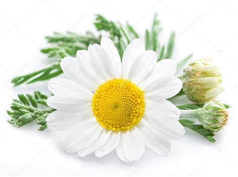 Chamomile or camomile flowers. — Stock Photo © Valentyn_Volkov #122688250