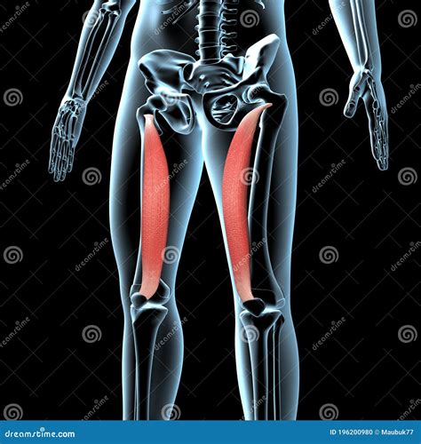 3d Illustration Of The Vastus Medialis Muscles Anatomical Position On