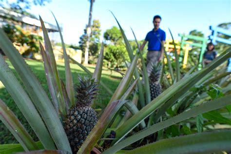 Look Up Los Banos Stunning Edible Garden Abs Cbn News