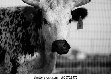 59 Corriente Cattle Images, Stock Photos & Vectors | Shutterstock