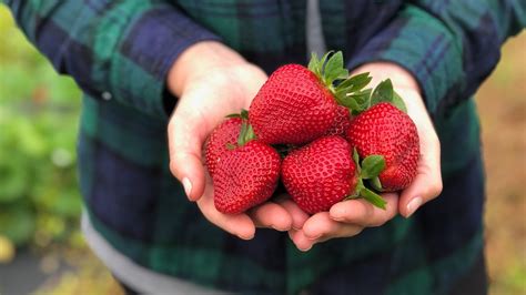 Strawberry Bread Recipe — Boozer Farms